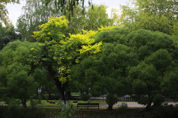 Obraz premium Autumnal park with bench. Falling leaves. Focus on bench