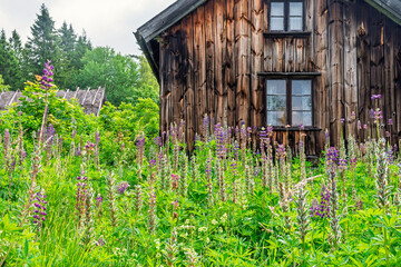 Flowering Lupines flowers in a garden by an old wooden cottage © Lars Johansson