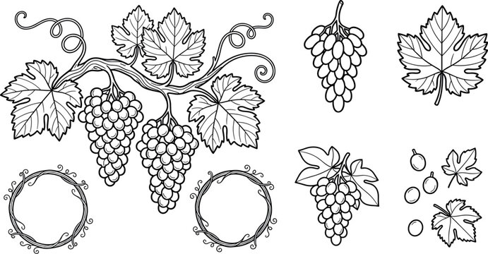 Vintage Grape Bunch and Vine Leaf Line Art Vector Set Featuring Elegant Wine Wreath Borders and Vineyard Botanical Clusters for Engraving Style Wine Label Designs