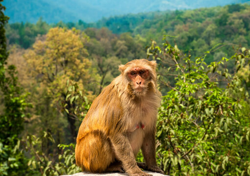Old world monkey Rhesus macaque in Himalayas mountain of Badrinath, Uttarakhand