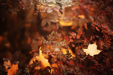Fototapeta premium Lively closeup of falling autumn leaves with vibrant backlight from the setting sun