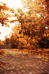 Fototapeta premium Lively closeup of falling autumn leaves with vibrant backlight from the setting sun