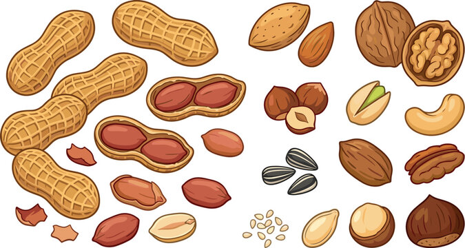 Healthy Organic Nuts and Seeds Vector Icon Set Featuring Peanuts, Almonds, Walnuts, Hazelnuts, Pistachios, Cashews, Pecans, Macadamias, Chestnuts, and Sunflower Seed Elements