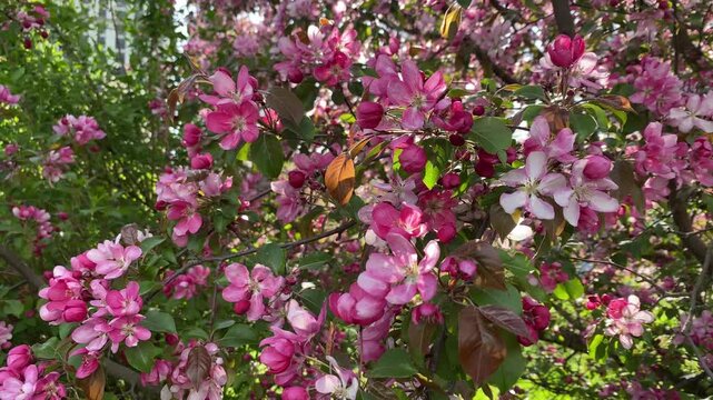 Large pink apple tree blossoms. The flowering branches sway in the spring breeze on a bright sunny day, close-up.
