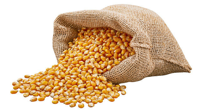 Burlap sack overflowing with golden corn kernels, isolated on transparent background