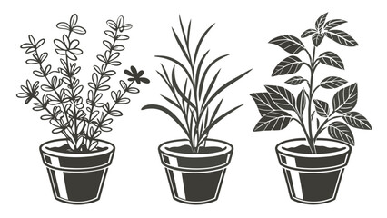 Fototapeta premium Three potted houseplants in decorative pots isolated as black and white botanical vector illustration