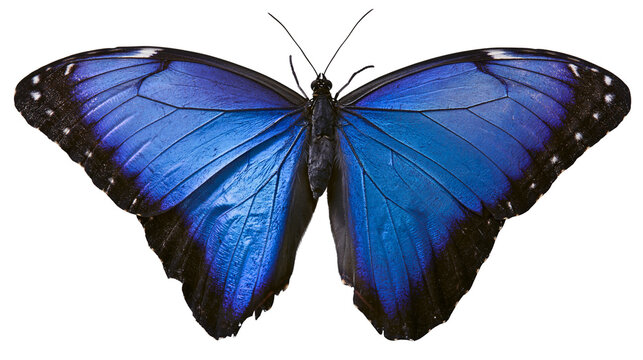 Vibrant blue morpho butterfly with black edges, isolated on transparent background