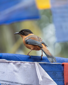 The rufous sibia (Heterophasia capistrata) is a species of bird in the family Leiothrichidae. It feeds on berries and insects.