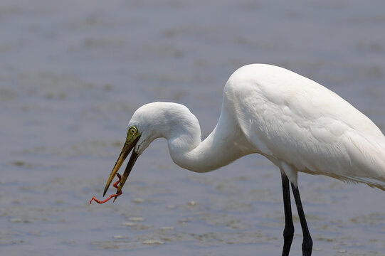 A heron is eating marine worms in a swamp near a mangrove forest.