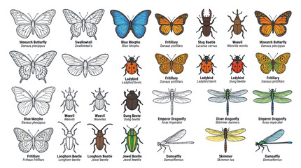 Insects Butterflies Beetles Dragonflies Collection. © rehan