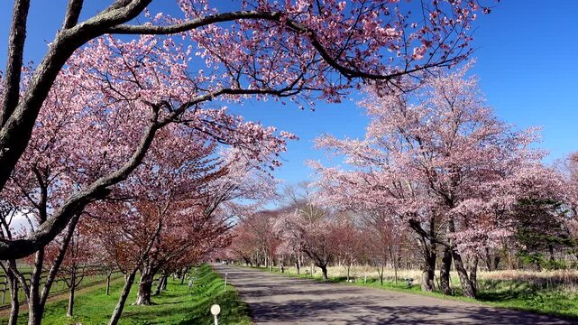 優駿さくらロードと桜