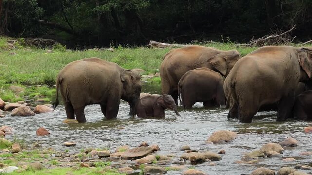 Herd of elephants a small baby elephant calf drinking water in river Munnar Anakullam Kerala India. Elephants wild life in national park forest. Wild asian elephants bathe and feed in Periyar River