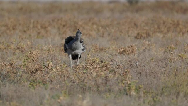 a tracking clip of a kori bustard walking near chudop waterhole of etosha national park in namibia