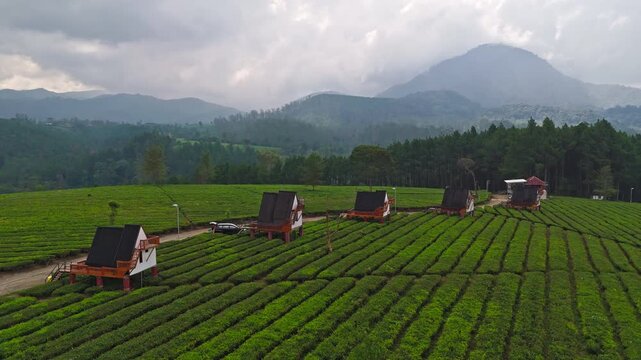 Cinematic drone footage of vast tea gardens across rolling hills in Pengalengan, West Java, Indonesia. Perfect for travel, nature, and agrotourism content.