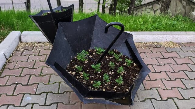Repurposed metal umbrellas serve as unique planters, holding soil and small succulent plants. Positioned on a paved sidewalk next to a grassy area, these creative garden containers add an industrial.