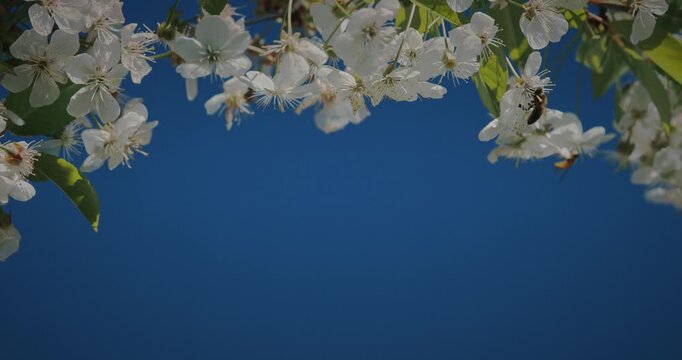 Honey Bee Apis mellifera flying near white apple blossoms against blue sky in spring garden. A cascade of cherry blossoms occupies the frame, set against a rich blue sky, evoking feelings of joy and