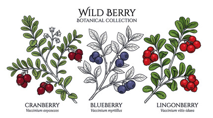 Wild berry botanical illustration collection. © ulume