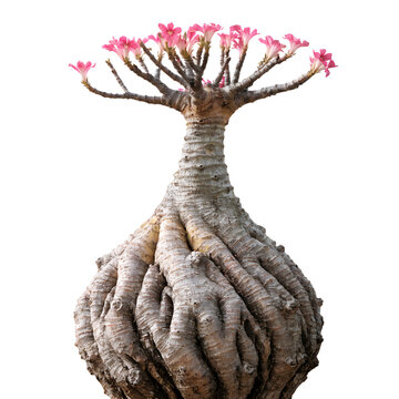 Rare Socotra Bottle Tree Adenium Isolated on White Background