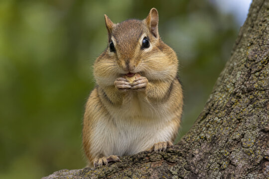 Chipmunk wildlife closeup tree forest animal nature rodent chipmunk wildlife closeup on tree trunk in forest chewing food with full cheeks