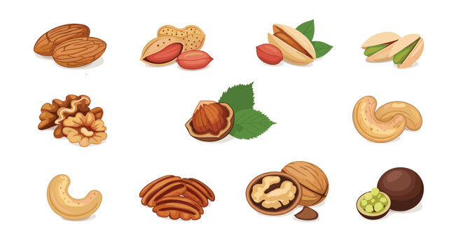 Comprehensive collection of various nutritious nuts such as almonds peanuts walnuts cashews and pistachios in a realistic flat style.
