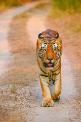 Adult Bengal Tiger walking confidently along a dusty forest track in Ranthambore National Park, Rajasthan, India, showcasing the strength, beauty and dominance of one of world's most iconic big cat
