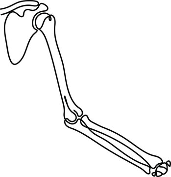 Continuous one line drawing of human arm bones.