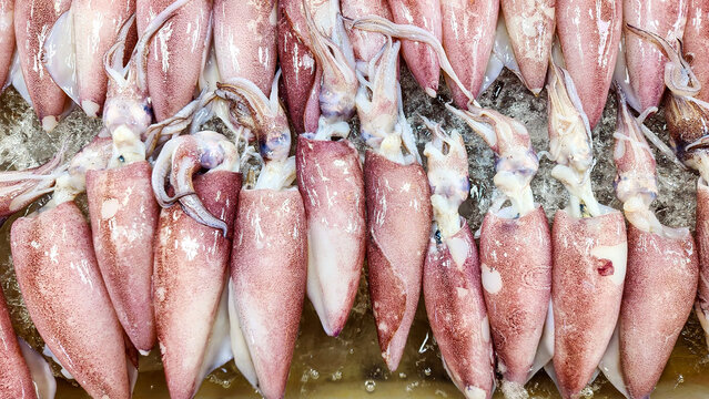 Fresh cuttlefish displayed at a seafood market in Ang Sila, showcasing local fishing products and coastal food culture.