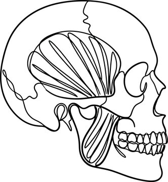 Minimalist continuous line drawing of human skull with temporal muscle anatomy.