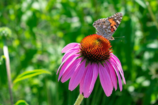 Echinacea purpurea con farfalla (Vanessa cardui)