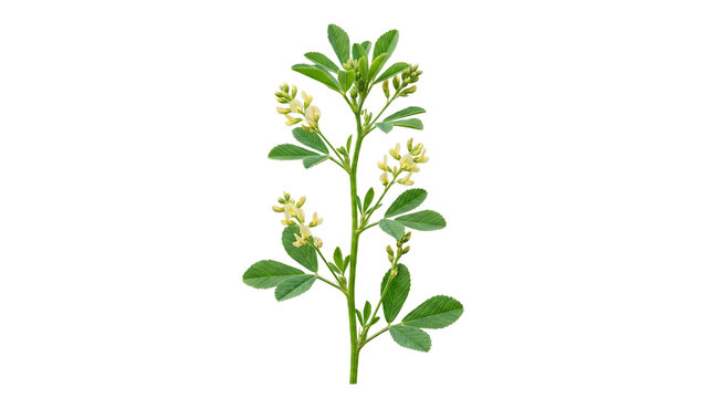 Fresh green alfalfa plant with blooming yellow flowers isolated on a clean white studio background