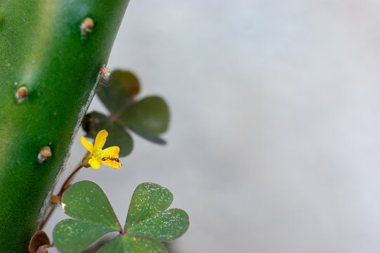 Tiny Ant on Yellow Flower