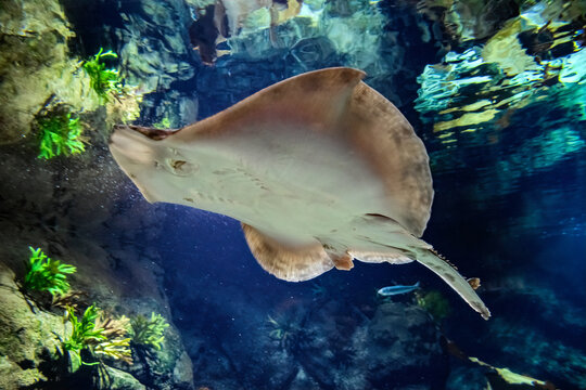 Marine electric stingray fish and sandy seabed	