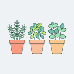 Fototapeta premium Set of three potted aromatic herbs including rosemary basil and mint in flat style.