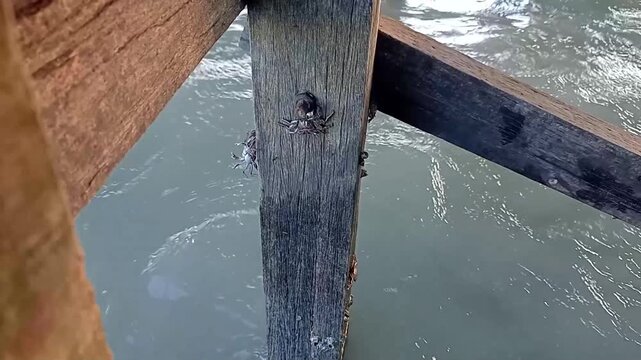 Wild sea crab hiding in the crevices of an old wooden pier dock