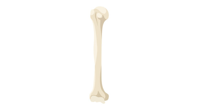 Human Humerus Upper Arm Bone Anatomy