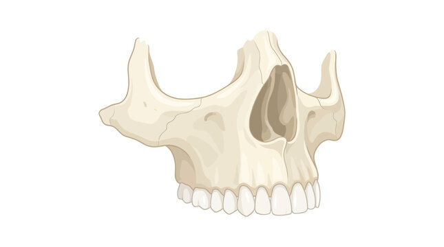 Human Maxilla Upper Jawbone with Teeth