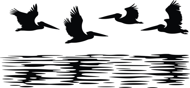 Flying pelican bird silhouettes with water reflections vector set, isolated wildlife nature illustration collection