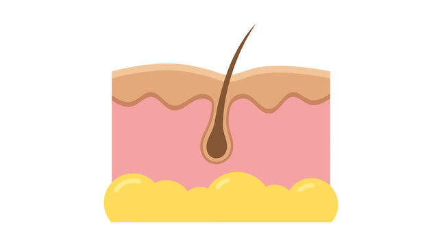 Human Skin Cross Section With Epidermis and Hair Icon