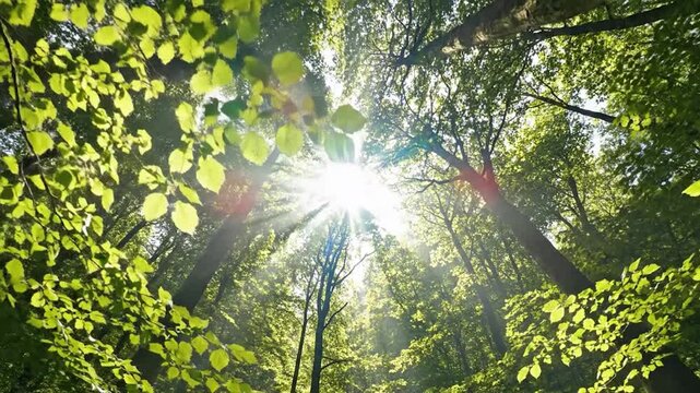 Bright sunlight shines through the green leaves of a lush forest canopy