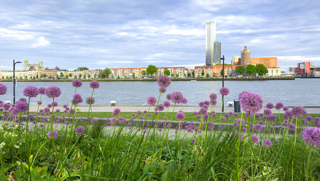 Purple alliums along Rotterdam waterfront with modern skyline under cloudy spring sky, Netherlands