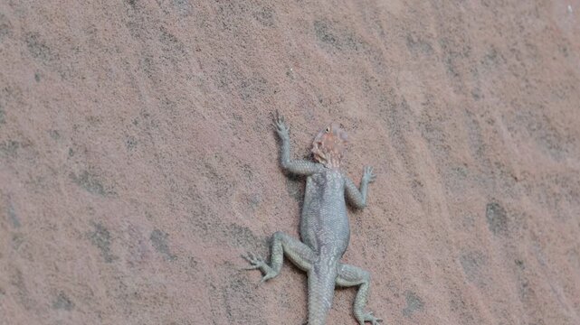 a zoom in on a male rock agama lizard resting on a rock wall at twyfelfontein in namibia, africa