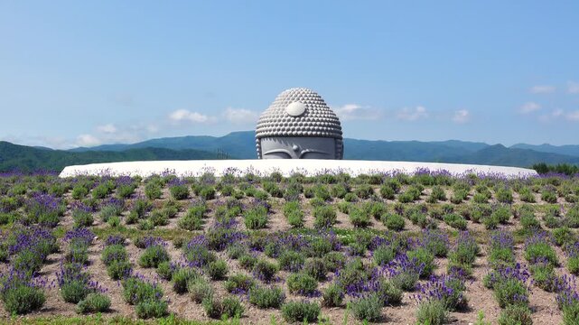 頭大仏とラベンダー