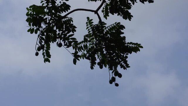 Ambarella fruit ripening on tree branch