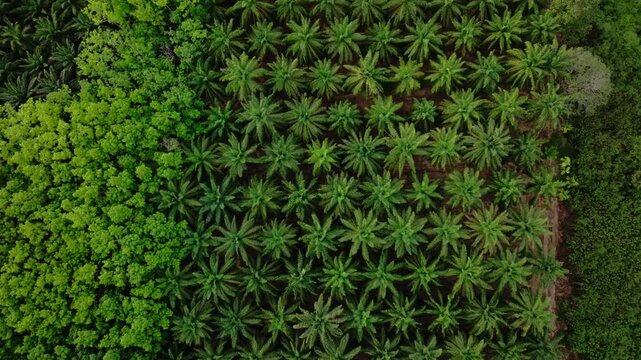 4K slow motion drone sequence capturing the precise geometric structure of palm oil cultivation in Southern Thailand.