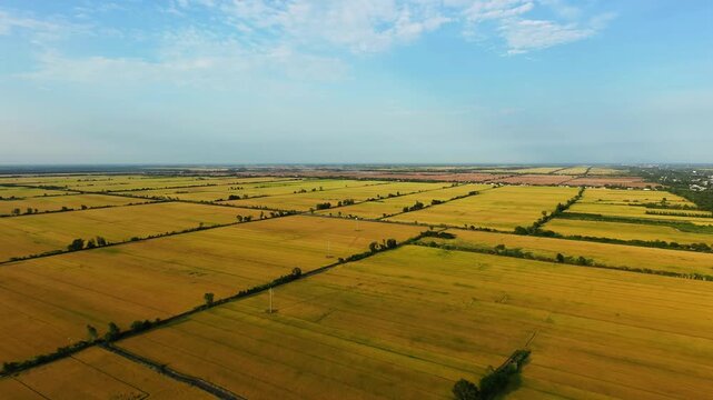 Aerial view of golden ripening rice fields and harvested paddies