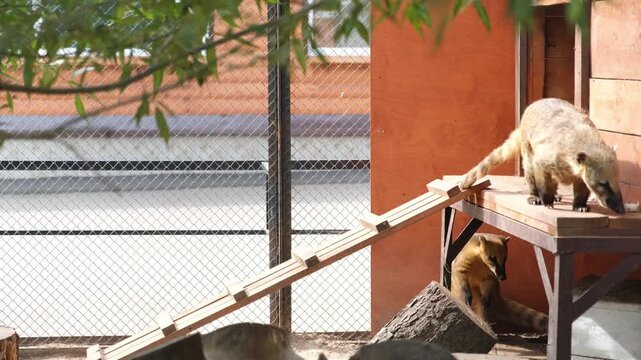 South American coati walking on a wooden platform in an enclosure. Wild animal climbing in a zoo. Mammal moving across a structure in a cage for wildlife study.