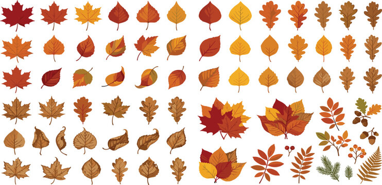 Autumn colorful fallen leaves mega set with maple oak acorns and berries icons vector illustration.