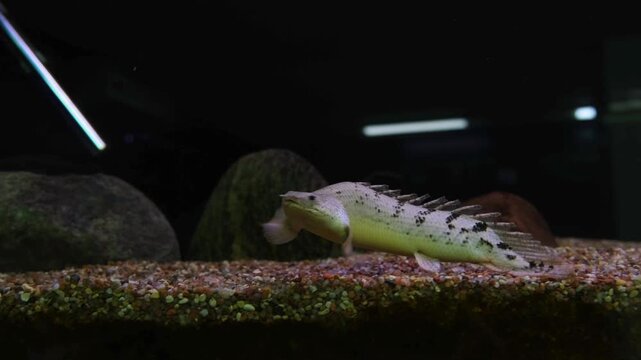 Bichir fish swimming in aquarium. Polypterus senegalus moving through water near gravel substrate. Exotic predator fish behavior in home fish tank environment.