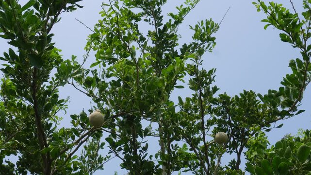 Elephant apple growing on lush tree branches