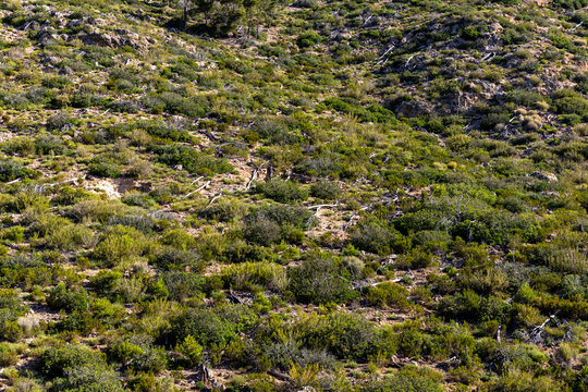 Mountain landscape of the island of Mallorca, Spain